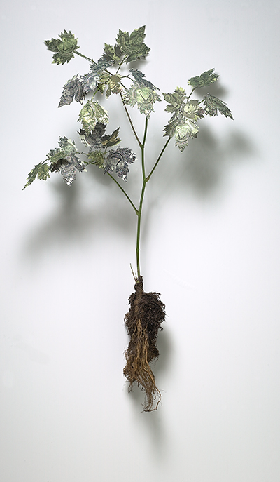 C.Money Tree